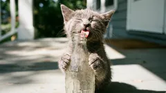 10 kissia koskevaa väärinkäsitystä, joihin ei enää kannata uskoa