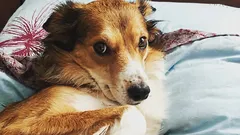 Mistä huomaat, ettei koirasi luota sinuun: kolme tapaa, joita pidät tottelevaisuutena