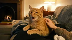 Kissa kiittää meitä, ja me karkotamme sen. Kuinka tunnistaa lemmikkisi tärkeät merkit