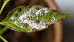 Kuinka päästä eroon hämähäkeistä asunnossa: ensiapu, torjunta-aineet ja ennaltaehkäisy, jotta ne eivät palaa