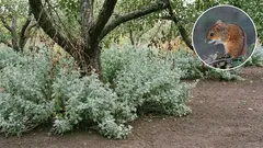 Ovatko peltohiiret tuhoamassa puutarhaanne? Voimakkaasti tuoksuvat kasvit ja yksinkertaiset keinot, joilla voitte vähentää pitkäaikaisia vahinkoja.