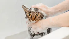 Kuinka pestä kissa ilman naarmuja ja kiukuttelua: toimiva ohje