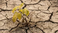 Miksi vadelmat taimet kuihtuvat istutuksen jälkeen: puutarhureiden yleiset virheet keväällä