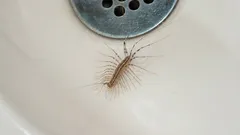 Näin torjut taloskolopendran ilman paniikkia: siivous, kuivaus ja liimapyydykset