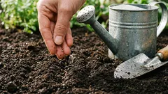 Tänä keväänä kokeilemisen arvoiset vihannekset: miten kasvattaa agrettiä eli munkinpartaa.