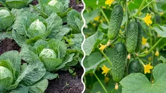  Mitä tapahtuu, jos istuttaa kaalia kurkkujen viereen: virhe vai oikea ratkaisu?