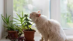 Viisi turvallisinta huonekasvia lemmikeille: kauneutta ilman riskiä lemmikeille