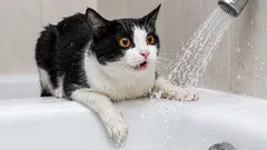 Mitä teemme väärin kissan mielestä: asiat, jotka saavat sen ihmettelemään