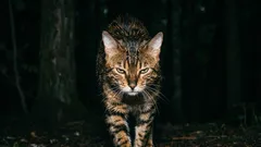 Älkää missään nimessä hankkiko näitä kissoja! Ilkeimmät kissarodut