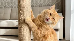 Kuinka saada kissa lopettamaan sohvan raapiminen ilman rangaistusta: yksinkertainen 7-vaiheinen suunnitelma.