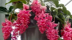 6 vaativaa huonekasvia, jotka nuupahtavat helposti patterikaudella