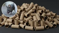  Kuinka päästä eroon hiiristä kotona wc-harjan pidikkeen avulla: tehokas kotitekoinen ansa