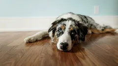 Näin rakennat koiralle pitkän ja hyvän elämän: ruokinta, liikunta ja rauhalliset rutiinit