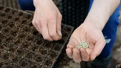 Tämä kukka on parasta istuttaa huhtikuussa.