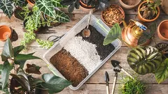 Ihanteellinen kasvualusta tradeskantioille: kattava opas valintaan ja valmisteluun