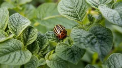 Kolorado-kuoriainen: miten päästä eroon ilman myrkkyjä ja miksi tuhka ja terva saavat tuholaiset poistumaan tontilta