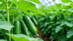 Kurkkujen stressi: miksi kurkkujen taimet tulisi karkaista jäällä ennen istutusta