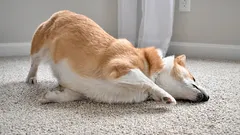 Hankaaako koirasi kuonoaan mattoa vasten? Yleisiä syitä ja merkkejä, joita ei kannata jättää huomiotta