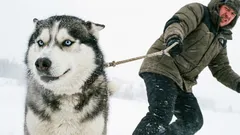 10 koirarotua, jotka eivät anna anteeksi kokemattomien omistajien virheitä