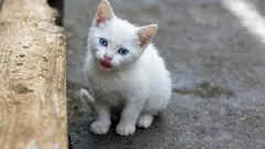 Muistaako kissa elämänsä kadulla? Mitä siitä jää mieleen ja miten se voidaan vähitellen korvata kotielämällä