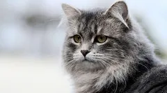 Miksi kissasi kaataa kaiken? Aktiivisimmat rodut – ja mitä ne haluavat.