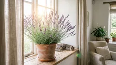 Huonekasvit, jotka auttavat torjumaan stressiä