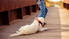 Miksi koira ei halua ulos: 3 ongelmaa, jotka piilevät harmittomalta kieltäytymiseltä