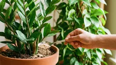 Kuinka lisätä lannoitetta ruukkuun vahingoittamatta juuria: 3 vaihetta ja turvallinen annostus.