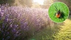 10 kasvia, jotka auttavat karkottamaan punkit puutarhastasi