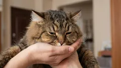 Miksi kissasi ei tule sinua vastaan ovella – ja mitä se voi tarkoittaa.