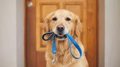 Onko totta, että koirien ulkoiluttaminen kahdesti päivässä on pelkkä myytti?