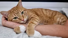 Miten kissa osoittaa kiintymystään rakkaaseen ihmiseen