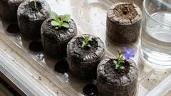 Tabletit vai turve: mikä on parempi taimille, jotta ei tarvitse vaivautua maaperän kanssa