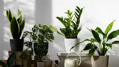 10 kestävintä huonekasvia: valinta unohdellisille ja kiireisille