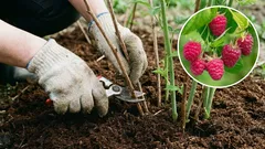 Vadelmat ja herukat huhtikuussa: kolme vaihetta, joilla saat kaksinkertaisen sadon. Virheet – oppimiskokemuksiksi