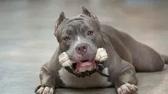 Ulkonäöltään vaikuttavat, mutta sisimmältään suloiset: 6 koirarotua, joiden luonne yllättää