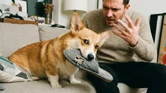 Mistä tietää, ettei koira kunnioita sinua: 7 varoitusmerkkiä