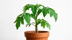 Tomaattipuu kotona: mitkä vinkit tomaatin taimien kasvatukseen auttavat