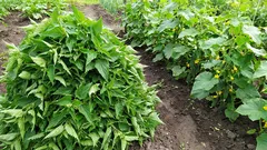 Nokkonen ei ole rikkaruoho, vaan loistava lannoite. Nokkospatja kurkkuille – se on salainen ainesosani