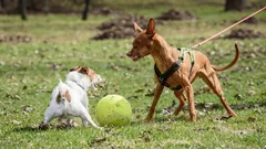Miksi koirani haukkuu ja vetää hihnasta, kun se näkee muita koiria, ja miten tällaista aggressiota voi vähentää?